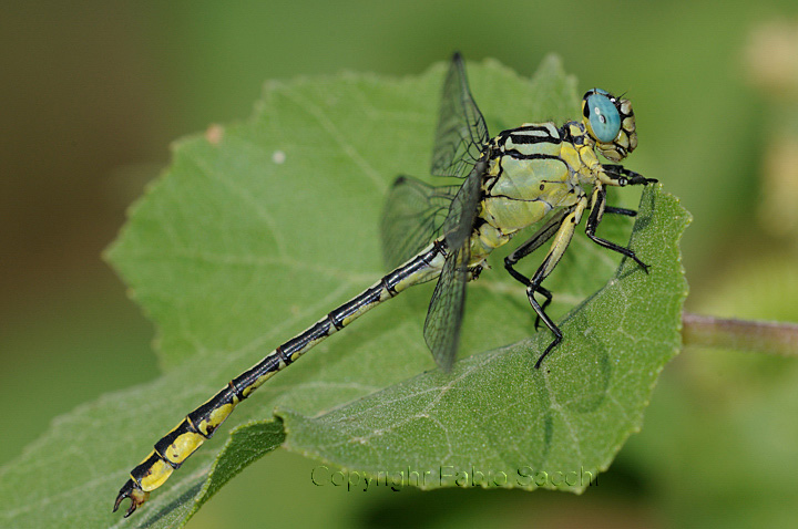 Gomphus flavipes maschio